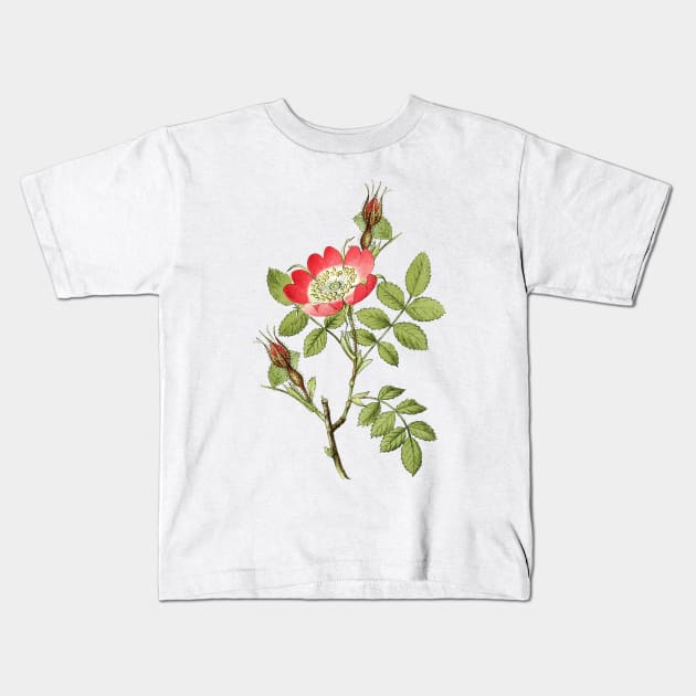 Wild Rose Flower Botanical Illustration Kids T-Shirt by Biophilia